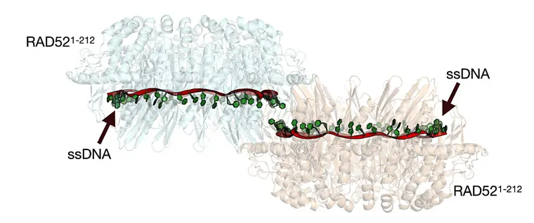 RAD52が結合して塩基対の形成を促進する仕組み。 2個のRAD52が向かい合うように集積し、 リング間で単鎖 (相補鎖) DNA同士が結合する。